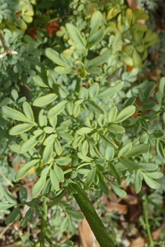 Fringed Rue