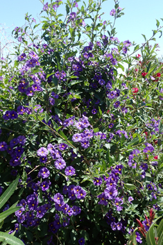 Purple Potato-bush