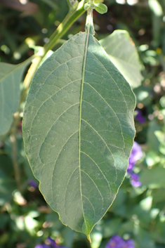 Purple Potato-bush