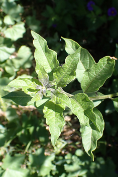 Purple Potato-bush