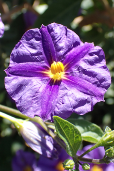 Purple Potato-bush