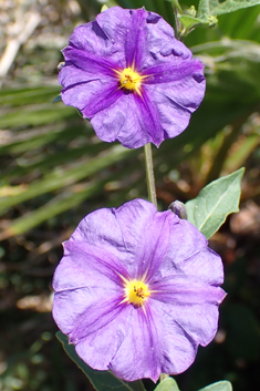 Purple Potato-bush