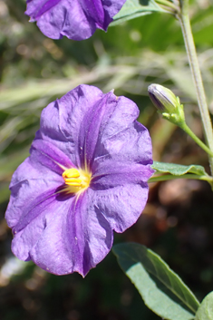 Purple Potato-bush