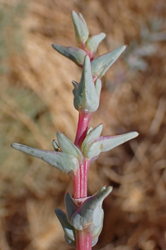 Spineless Saltwort