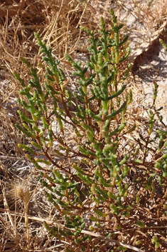 Southern Glasswort