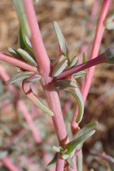 Spineless Saltwort