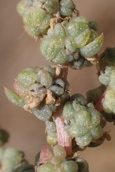 Mediterranean Sea-blite