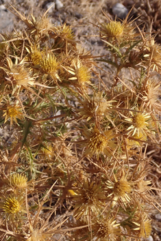 Flat-topped Carline Thistle