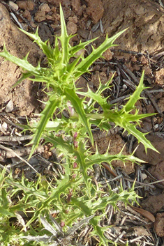 Flat-topped Carline Thistle