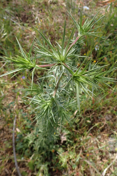 Cretan Eryngo