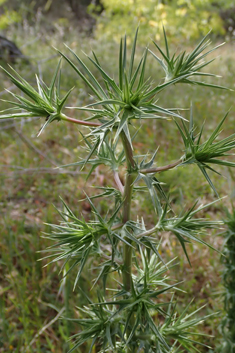 Cretan Eryngo