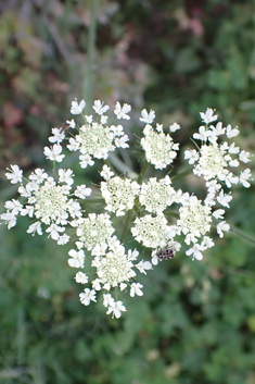 Narrow-leaved Water-dropwort