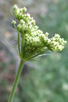 Narrow-leaved Water-dropwort