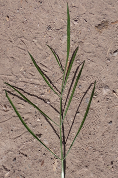 Narrow-leaved Water-dropwort