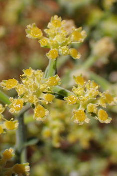 Sibthorp's Prickly-samphire
