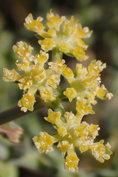 Sibthorp's Prickly-samphire