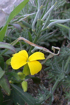 Corinthian Wallflower