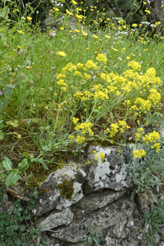 Woad