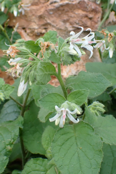 Cretan Comfrey