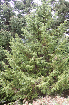 Syrian Juniper