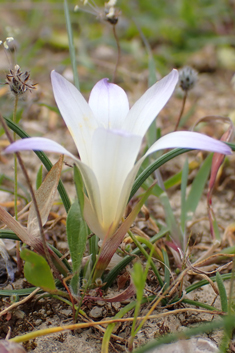 Large Sand Crocus
