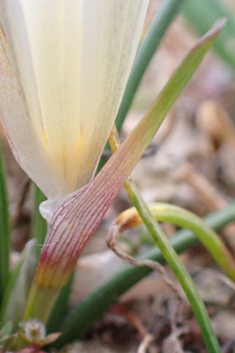 Large Sand Crocus