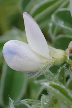 White Lupin