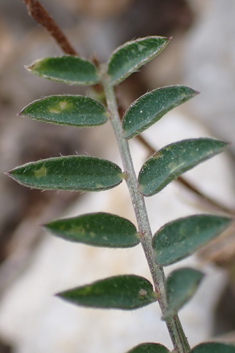 Hairy Vetch