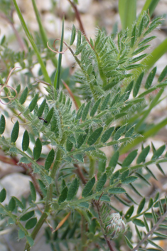 Hairy Vetch