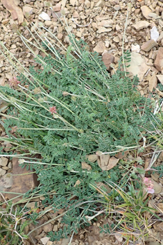 Pale Sainfoin