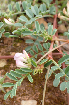 Spiny Sainfoin