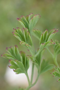 Large-fruited Fumitory