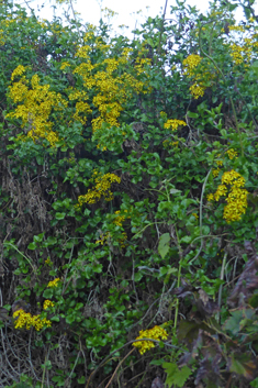 Creeping Ragwort