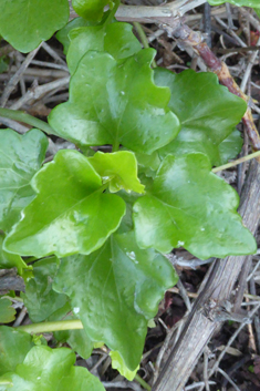 Creeping Ragwort