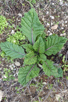 Common Mandrake