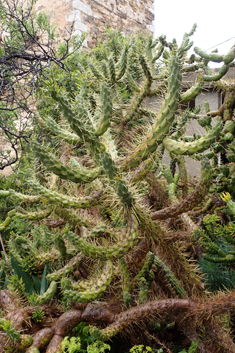 Cane Cactus