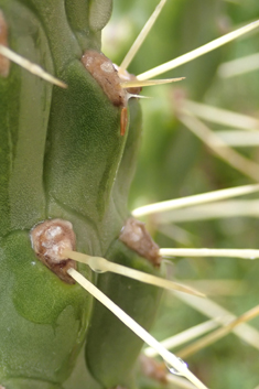 Cane Cactus