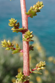 Green Navelwort