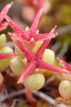 Tufted Stonecrop