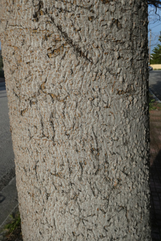 Kurrajong Bottle Tree