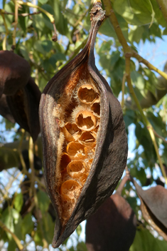 Kurrajong Bottle Tree