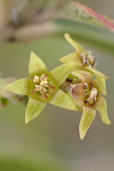 Mediterranean Buckthorn