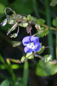 Glaucous Speedwell