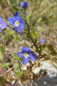 Glaucous Speedwell