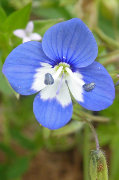 Glaucous Speedwell