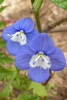 Glaucous Speedwell