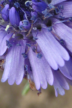 Shrubby Globularia