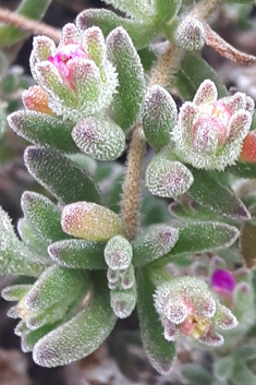 Pale Dewplant
