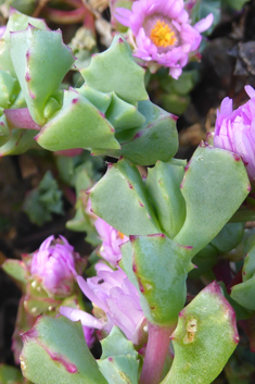 Deltoid-leaved Dewplant