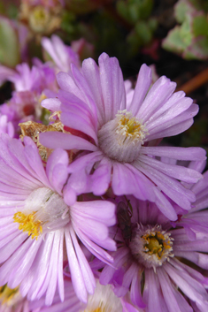 Deltoid-leaved Dewplant
